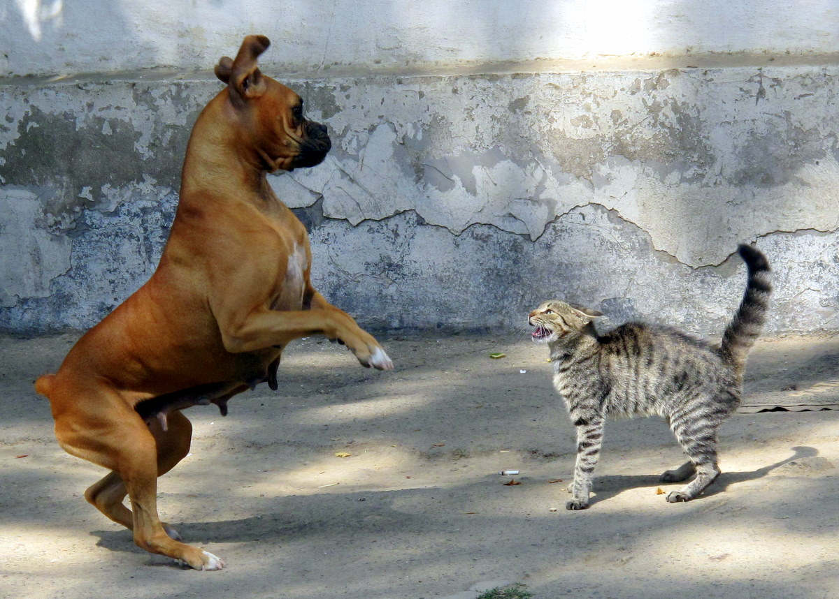hund katze Peretz Partensky – This was a timely capture – CC BY-SA