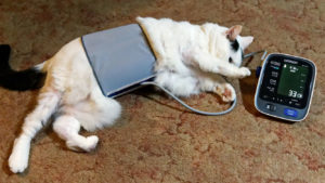 katze blutdruck messung Mark Turnauckas: How To Take Your Cat’s Blood Pressure – CC BY 2.0