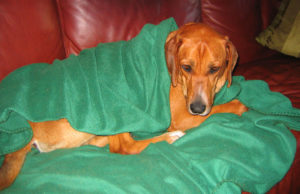 kranker hund sofa Dan Harrelson: Rusty the Patient – CC BY 2.0